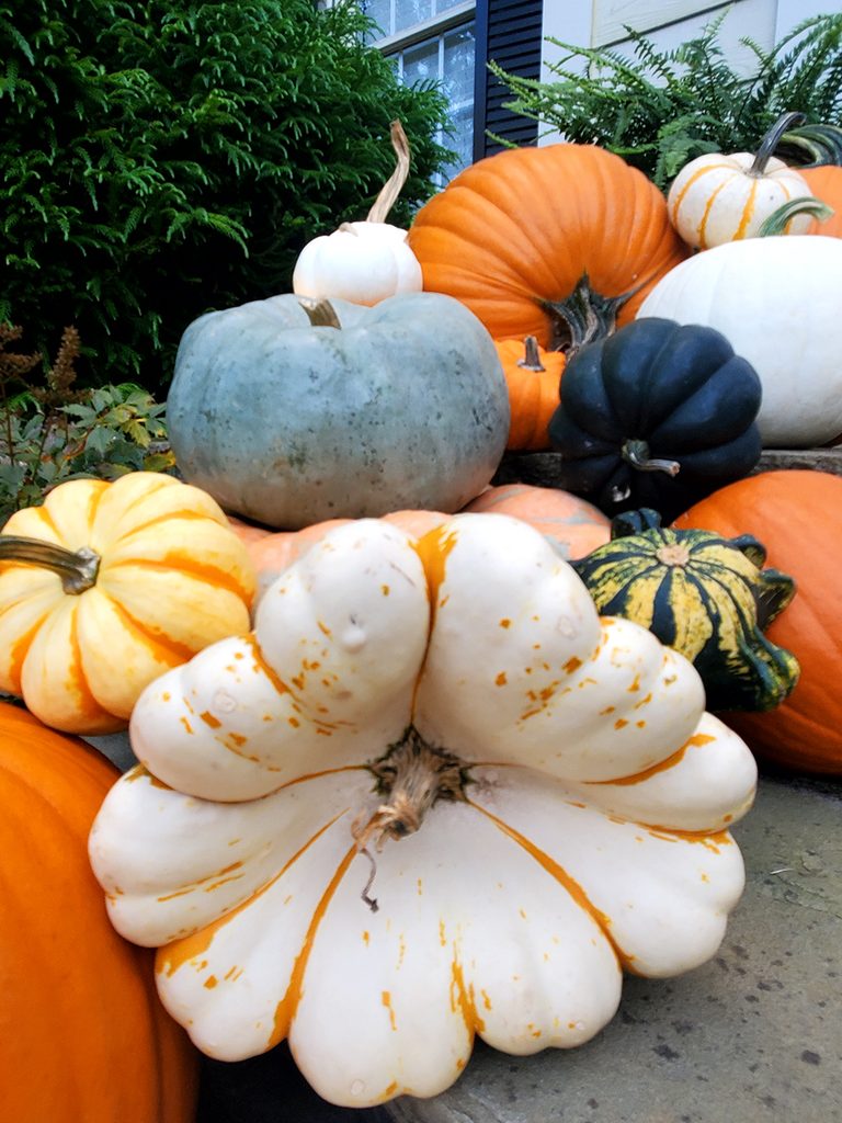 Unique Heirloom Pumpkins