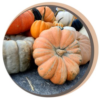 Pumpkin Patch cinderella pumpkins near me